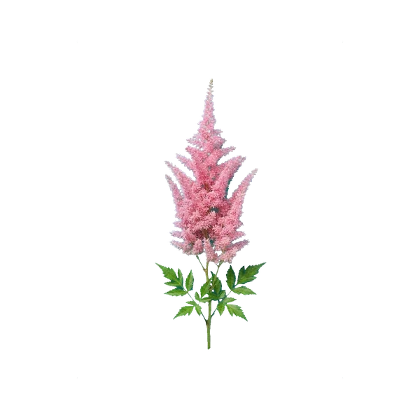 Astilbe Bressingham Beauty