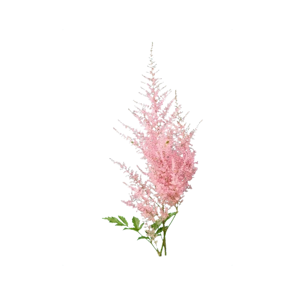 Astilbe Europa pink