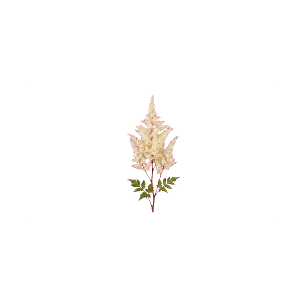 Astilbe white