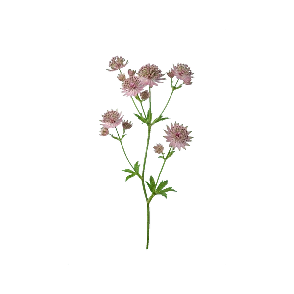 Astrantia Roma