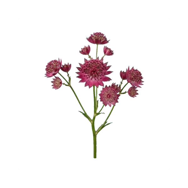 Astrantia Star of Beauty