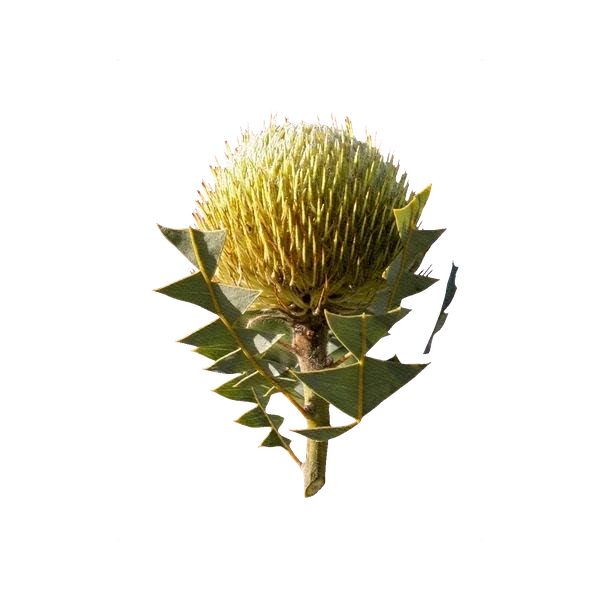 Banksia baxteri