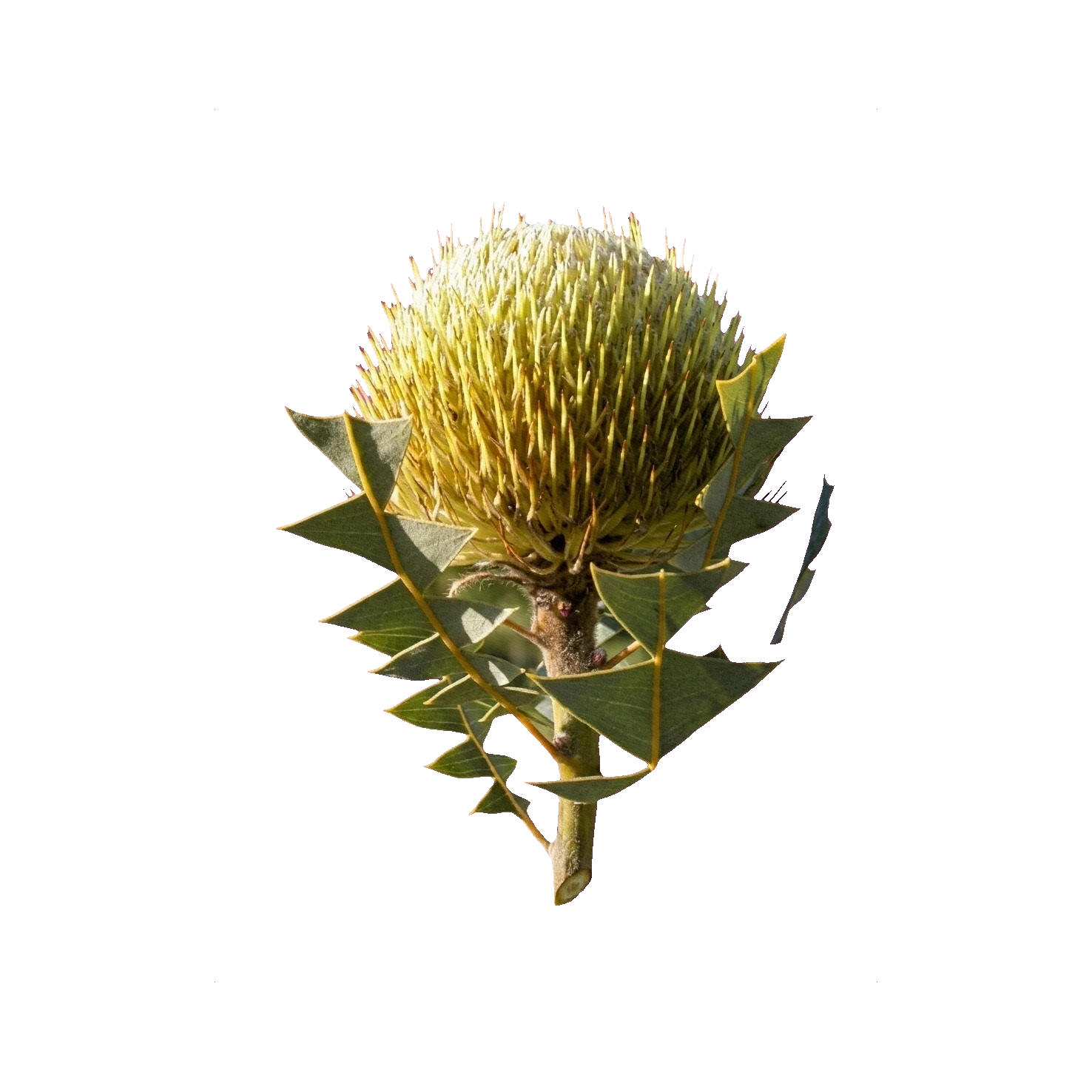 Banksia baxteri