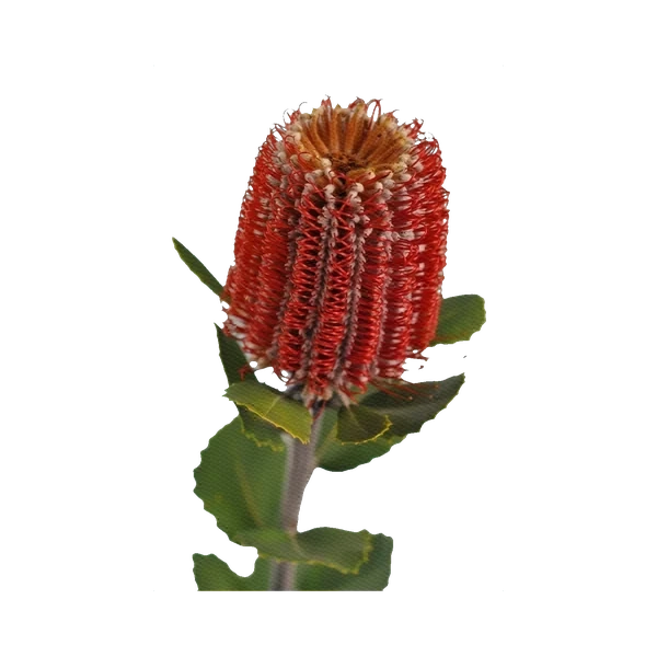 Banksia coccinea