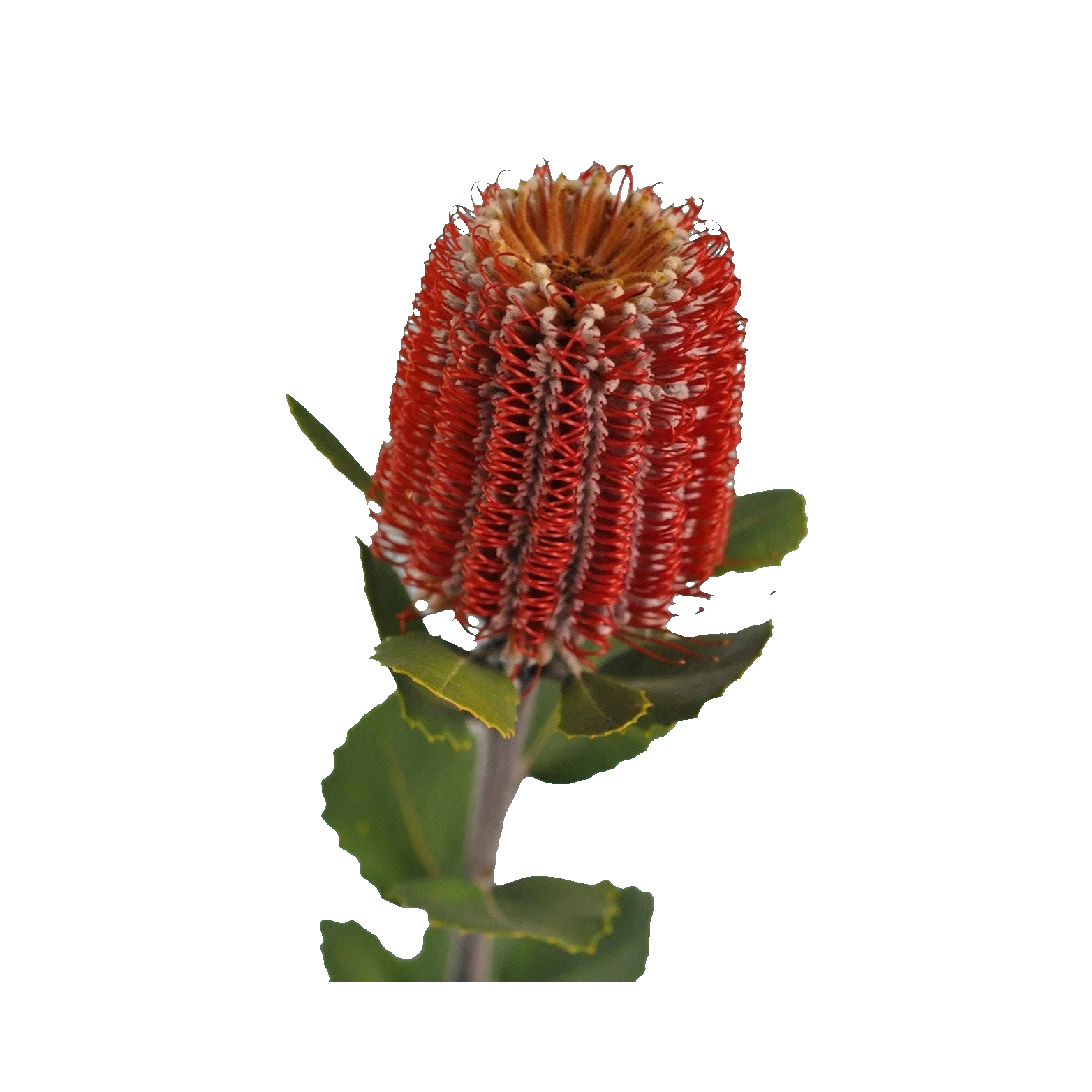 Banksia