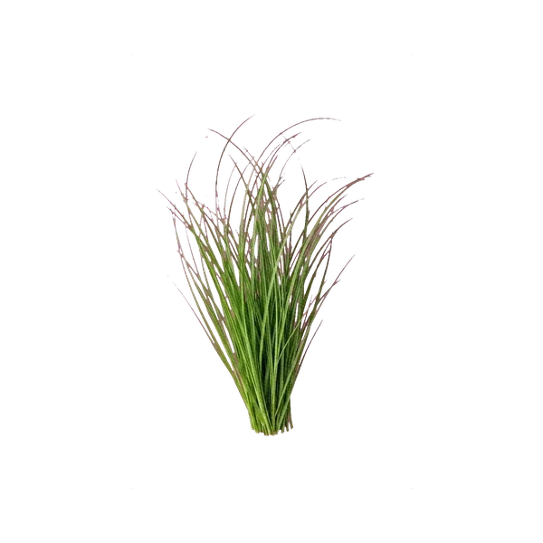 Bear grass