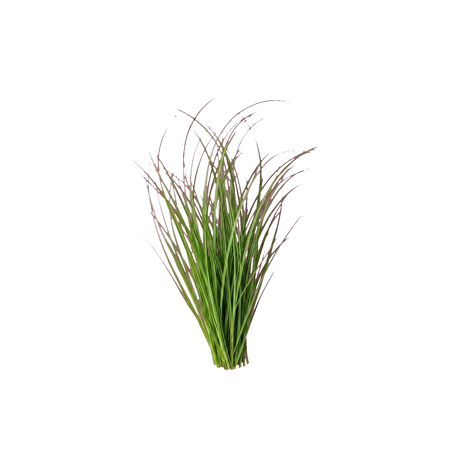 Bear grass