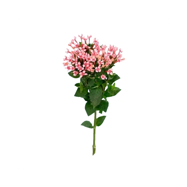Bouvardia pink