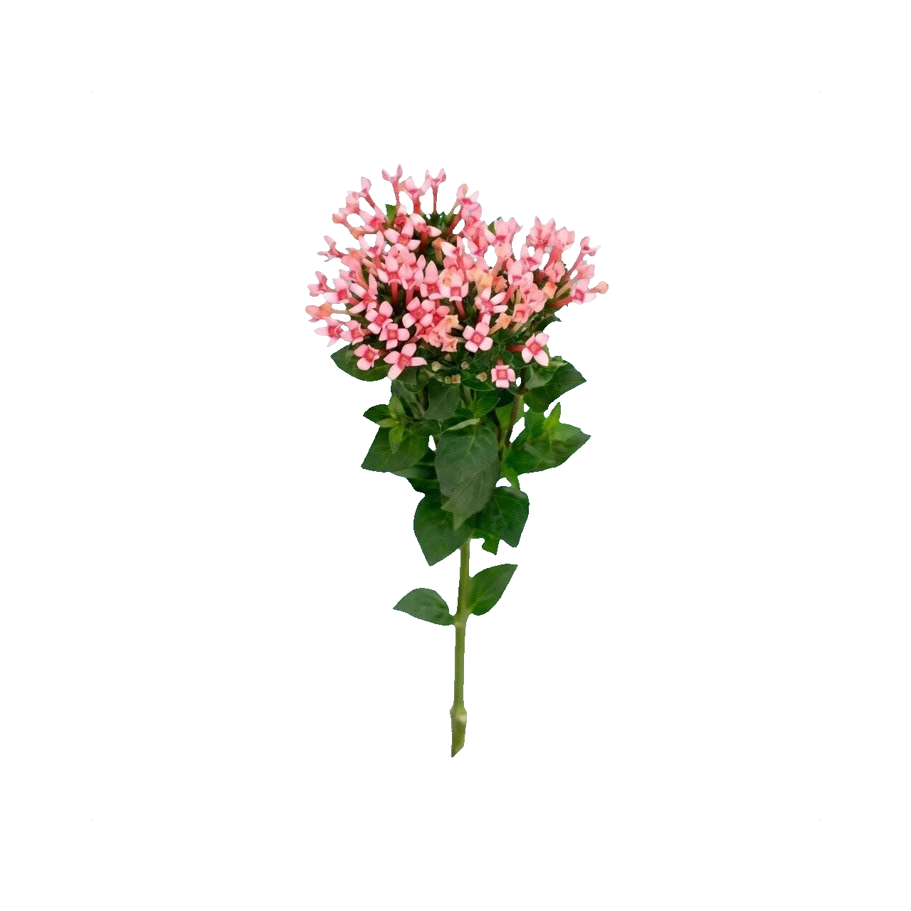 Bouvardia