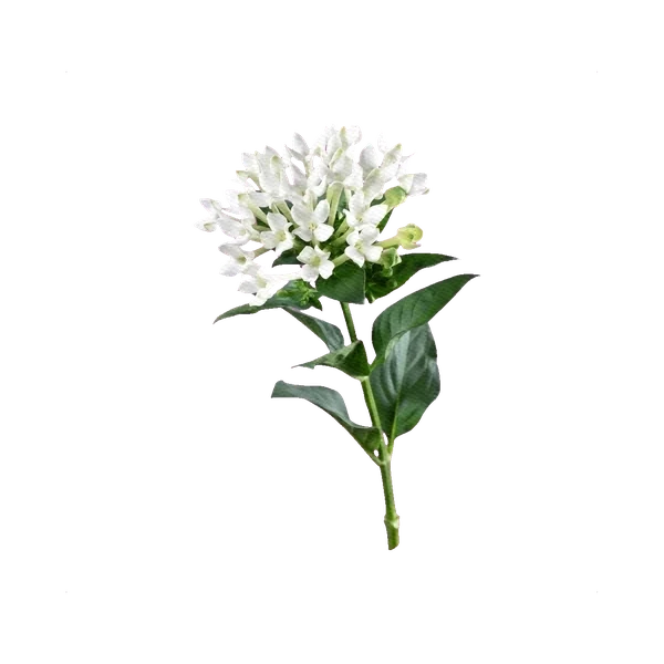 Bouvardia white