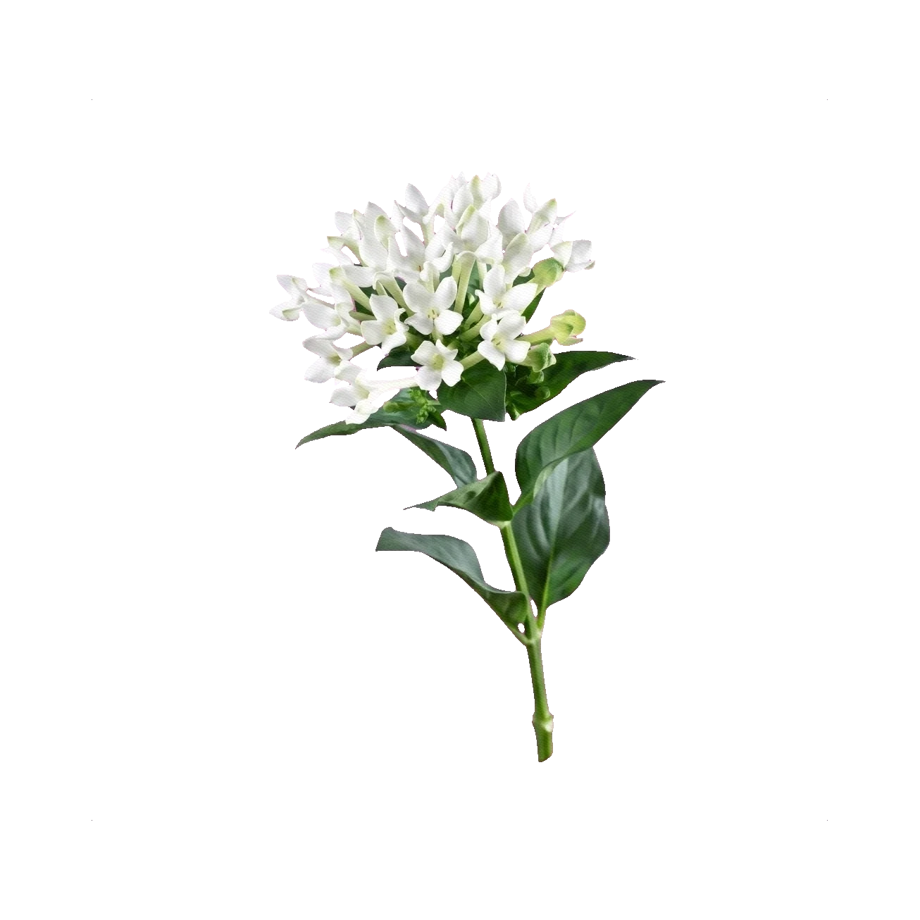 Bouvardia white