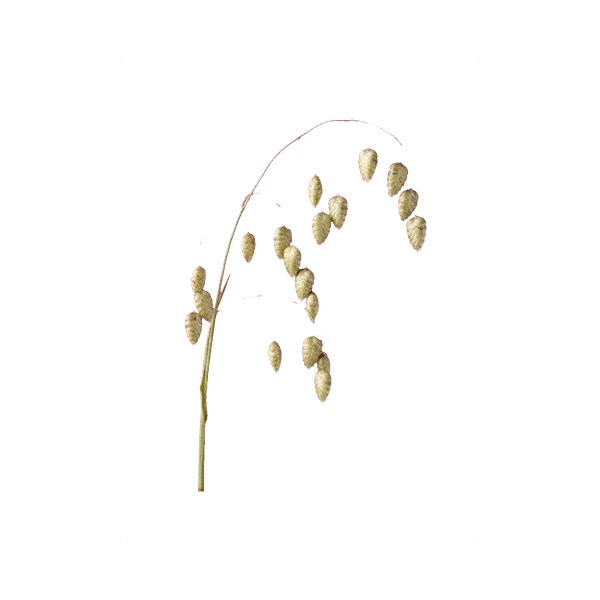 Briza maxima