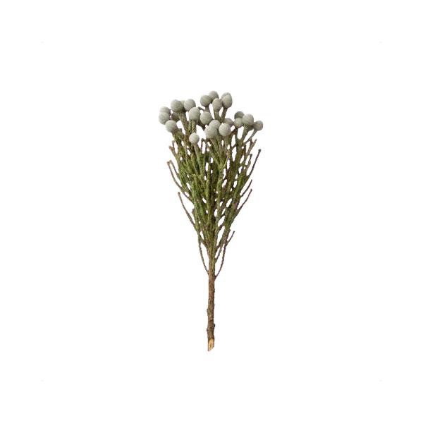 Brunia albiflora