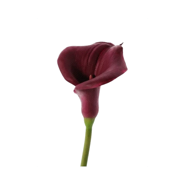Calla Burgundy
