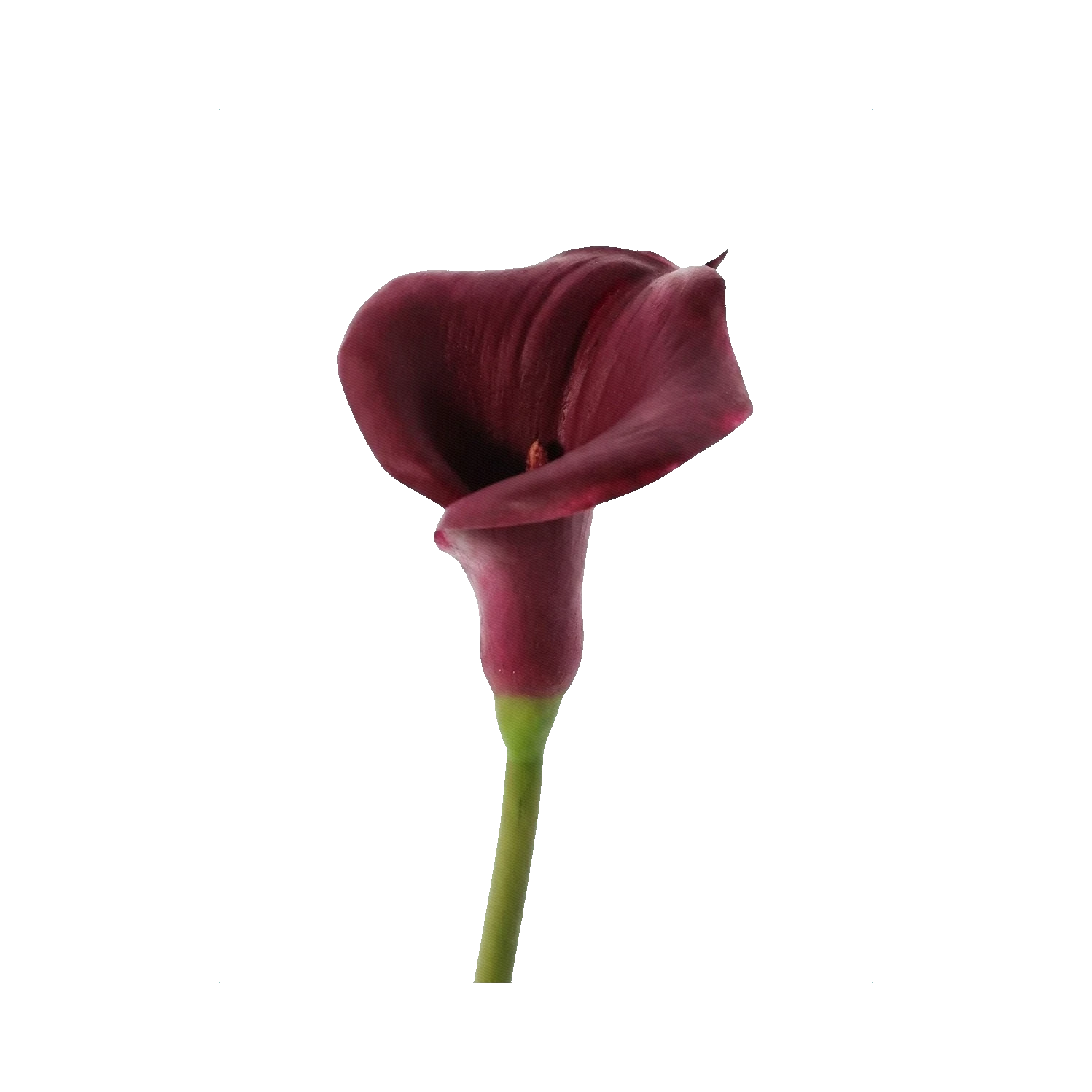 Calla Burgundy
