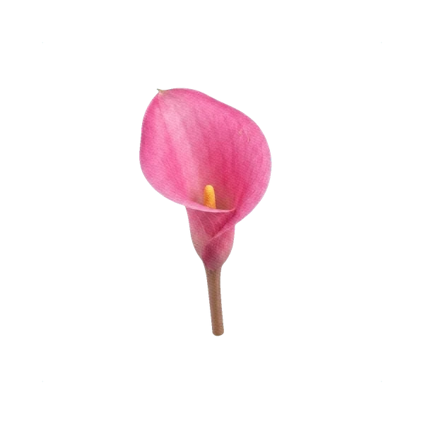 Calla Captain Fantastic