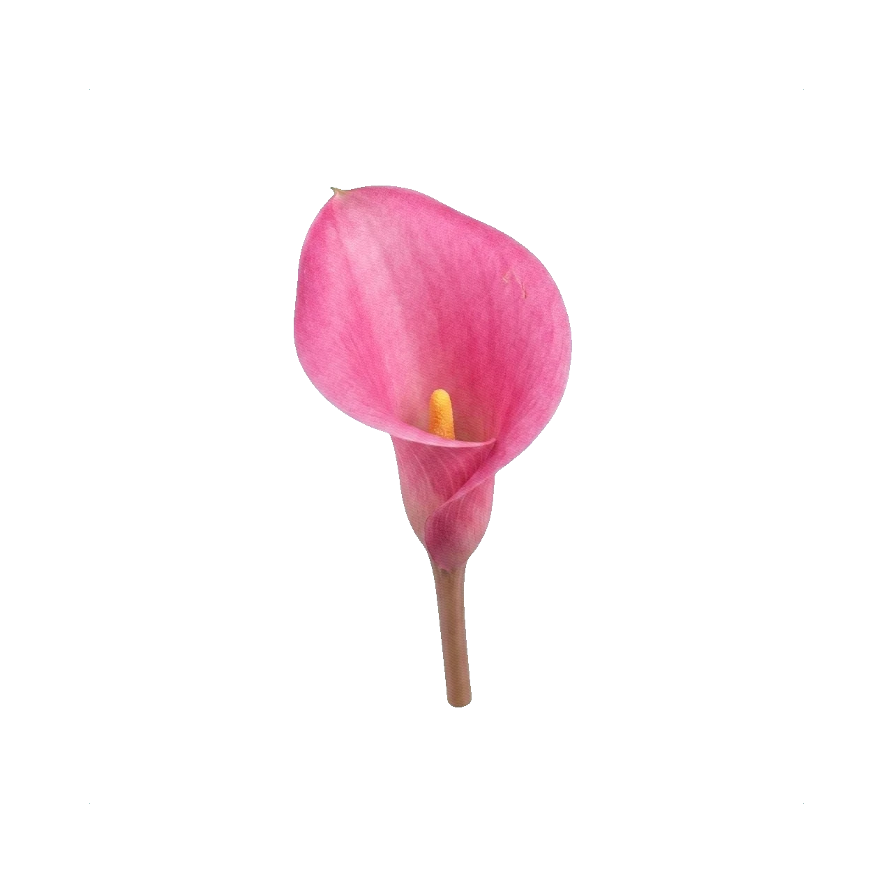 Calla Captain Fantastic