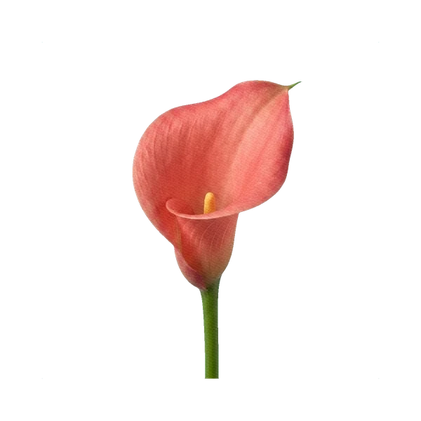 Calla Captain Romance
