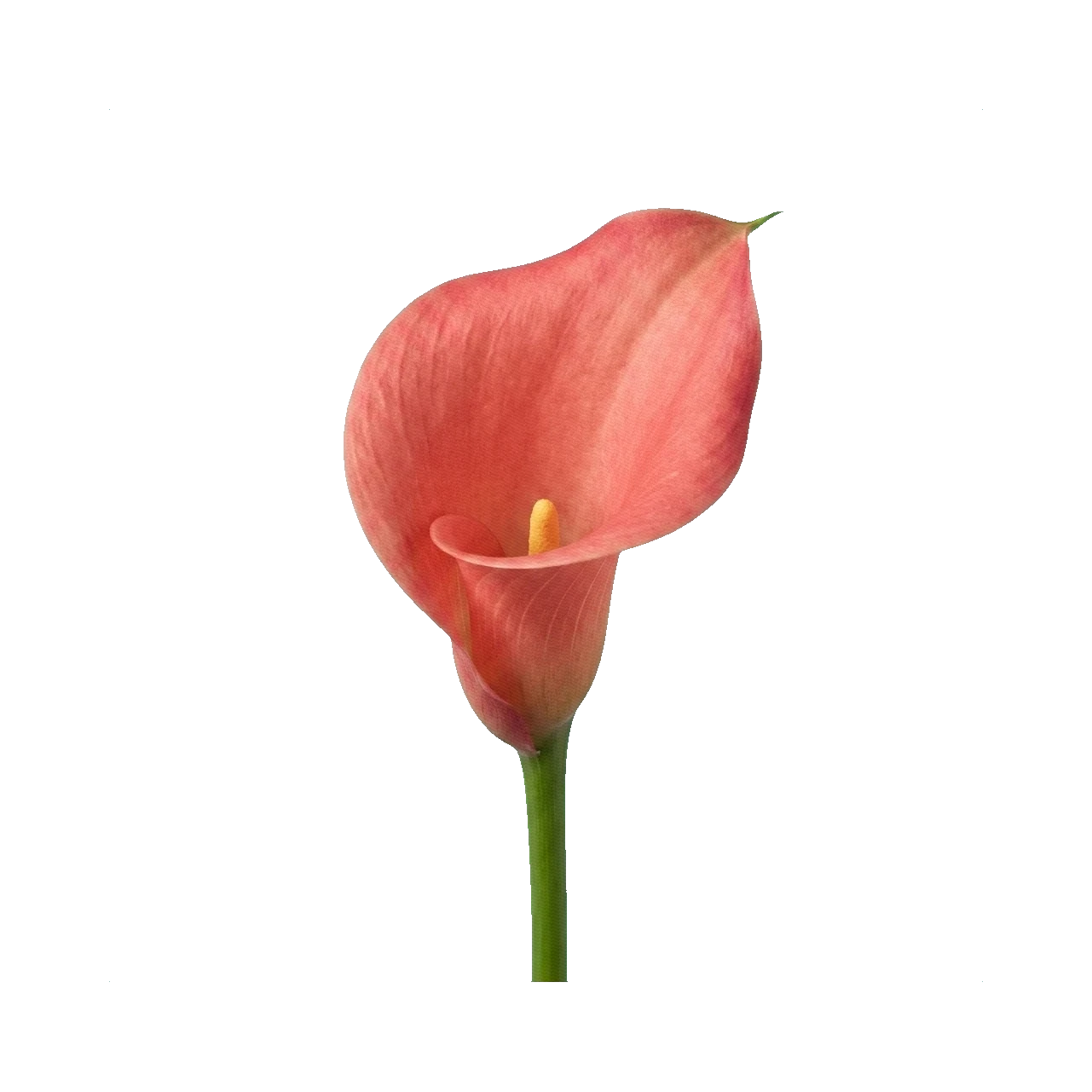 Calla Captain Romance