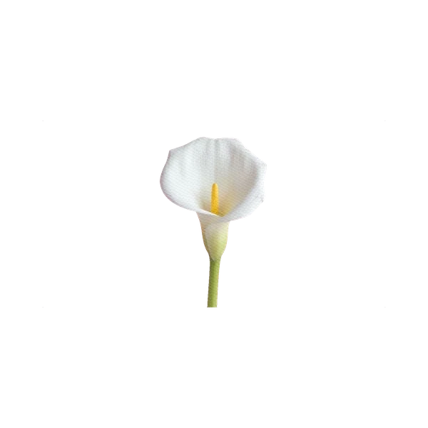 Calla White