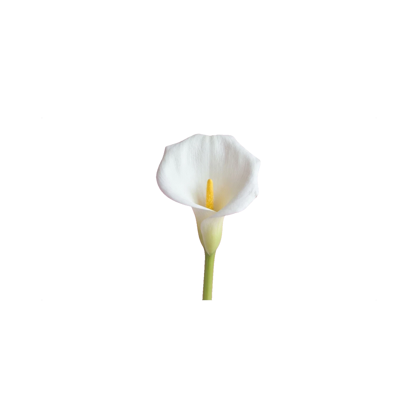 Calla