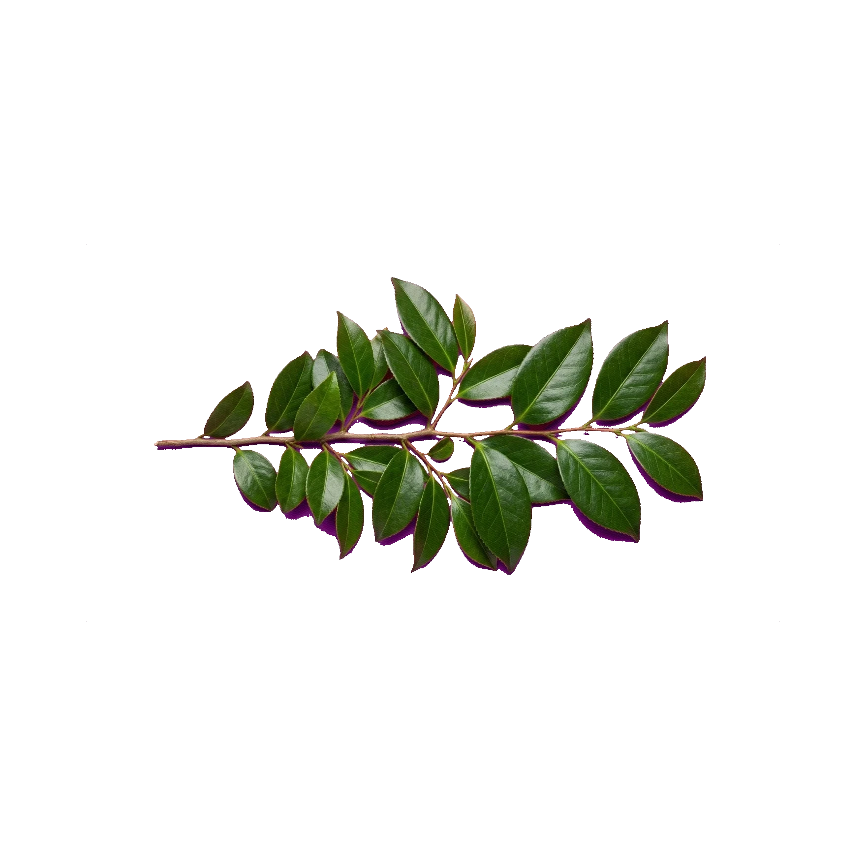 Camellia foliage