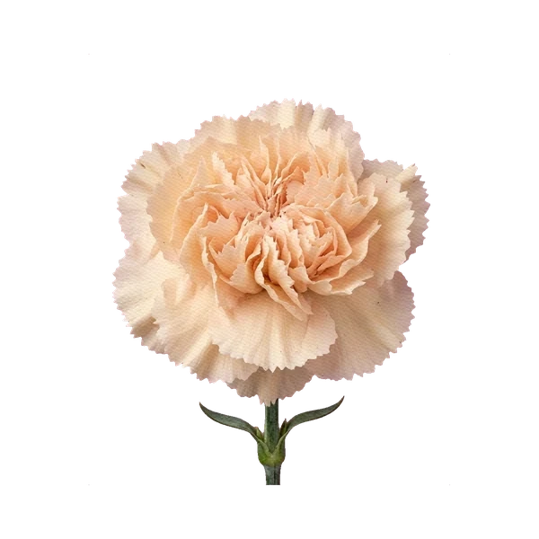 Carnation Apple Tea