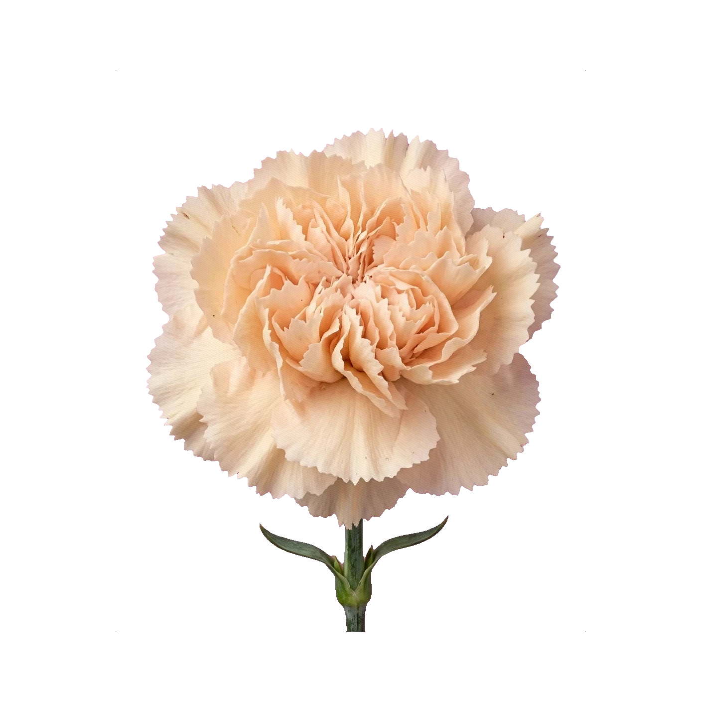 Carnation Apple Tea