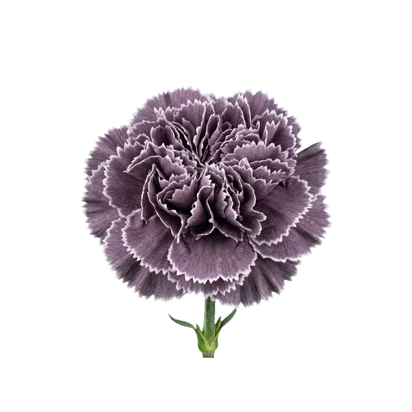 Carnation Black Molly