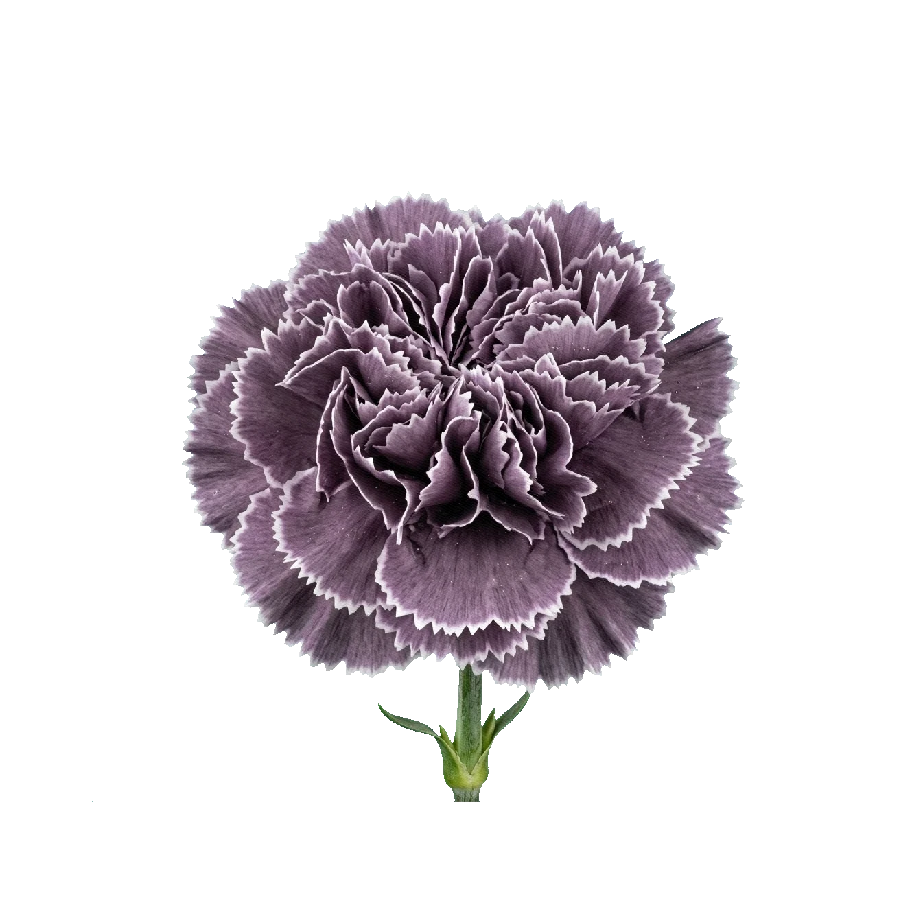 Carnation Black Molly