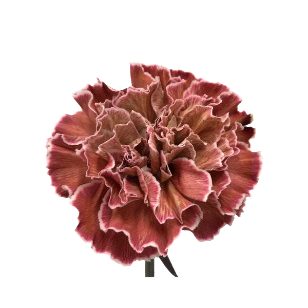 Carnation Brown Molly