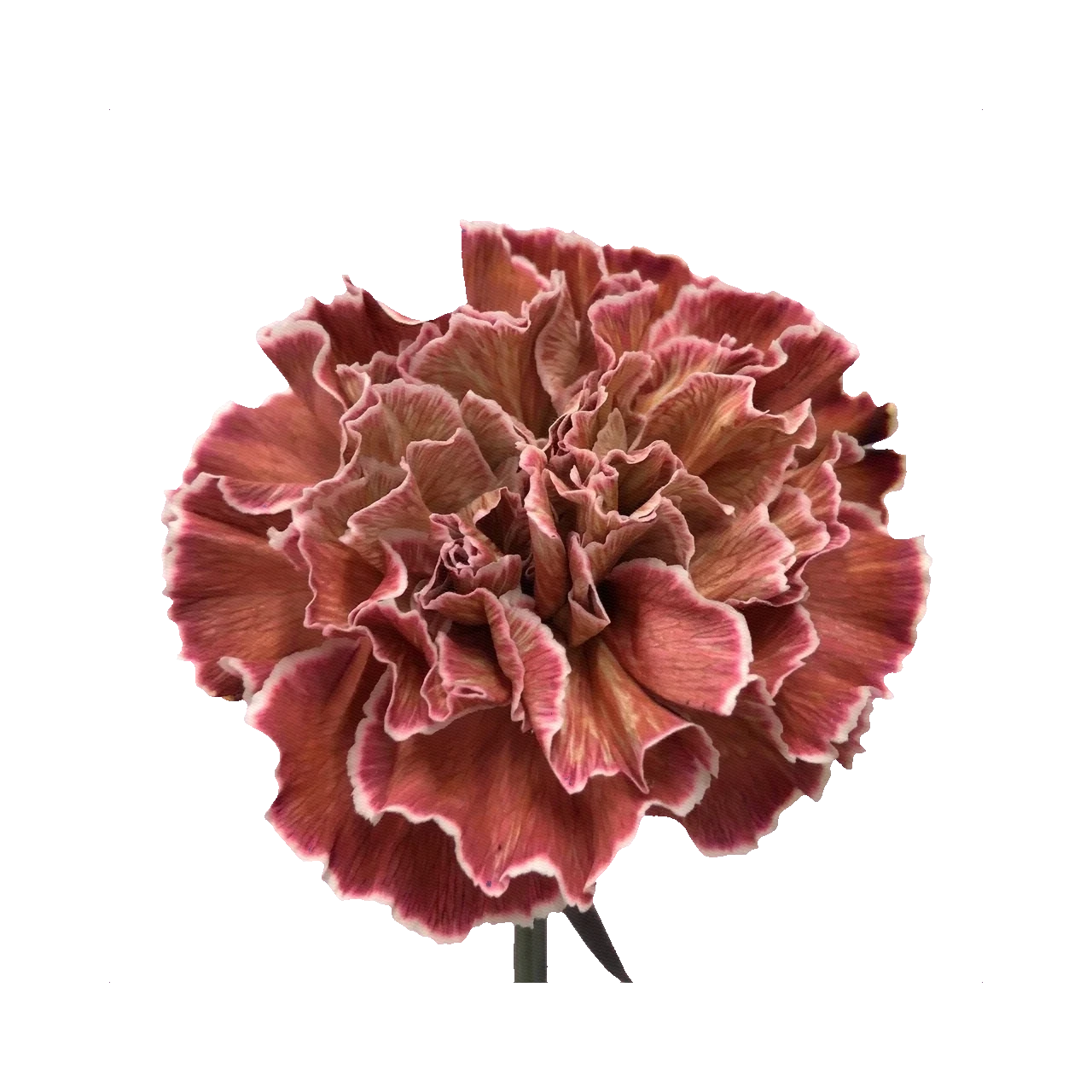 Carnation Brown Molly