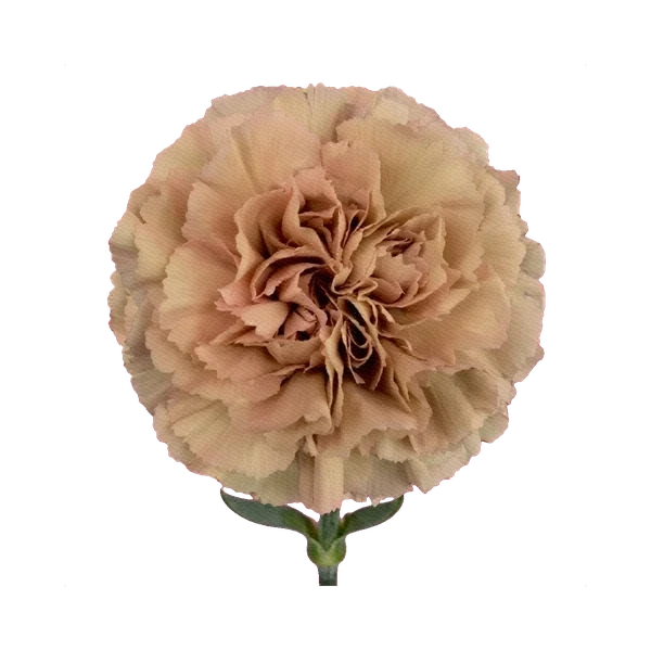 Carnation Caramel