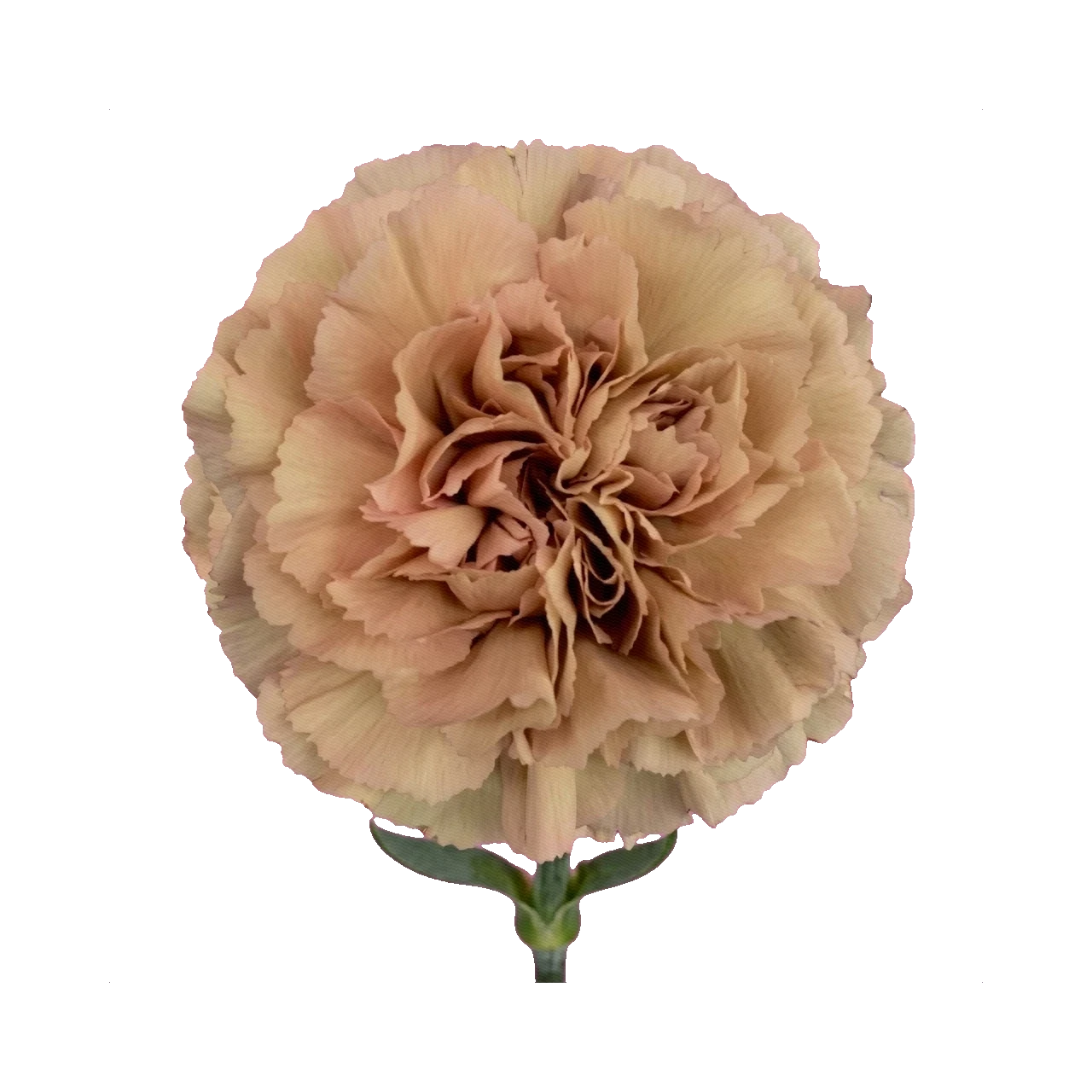 Carnation Caramel
