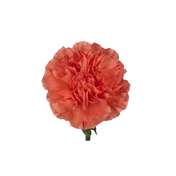 Carnation Carolina