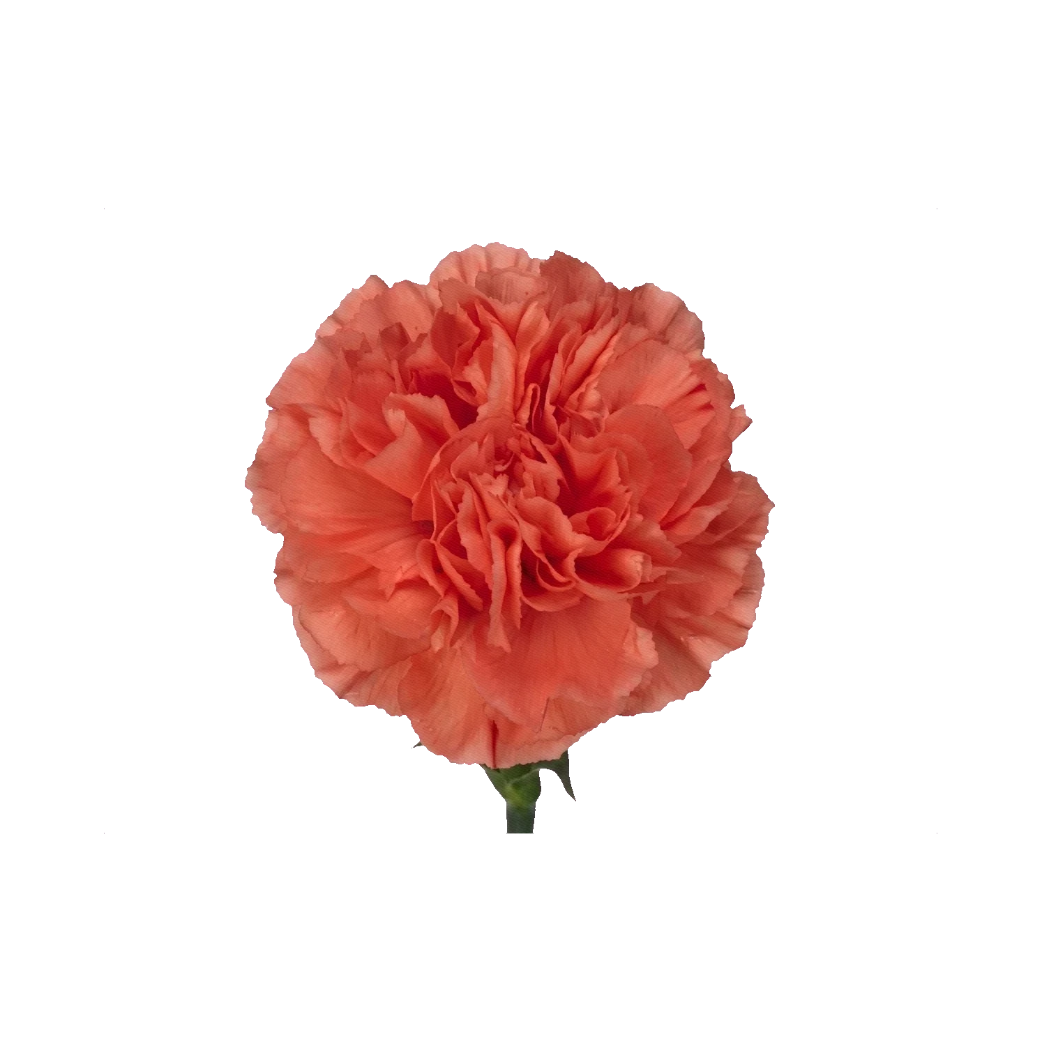 Carnation Carolina