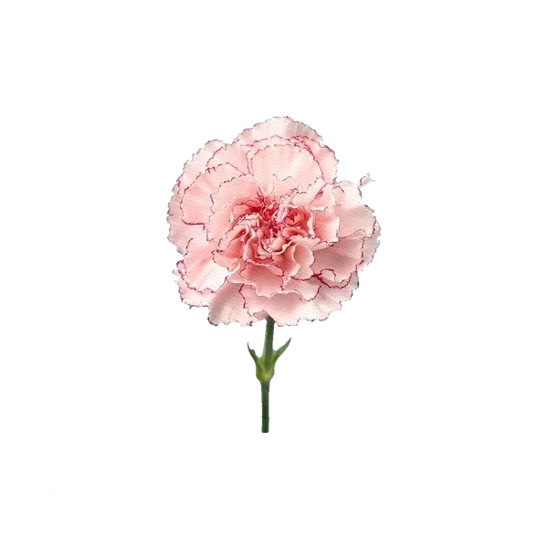 Carnation Comedy