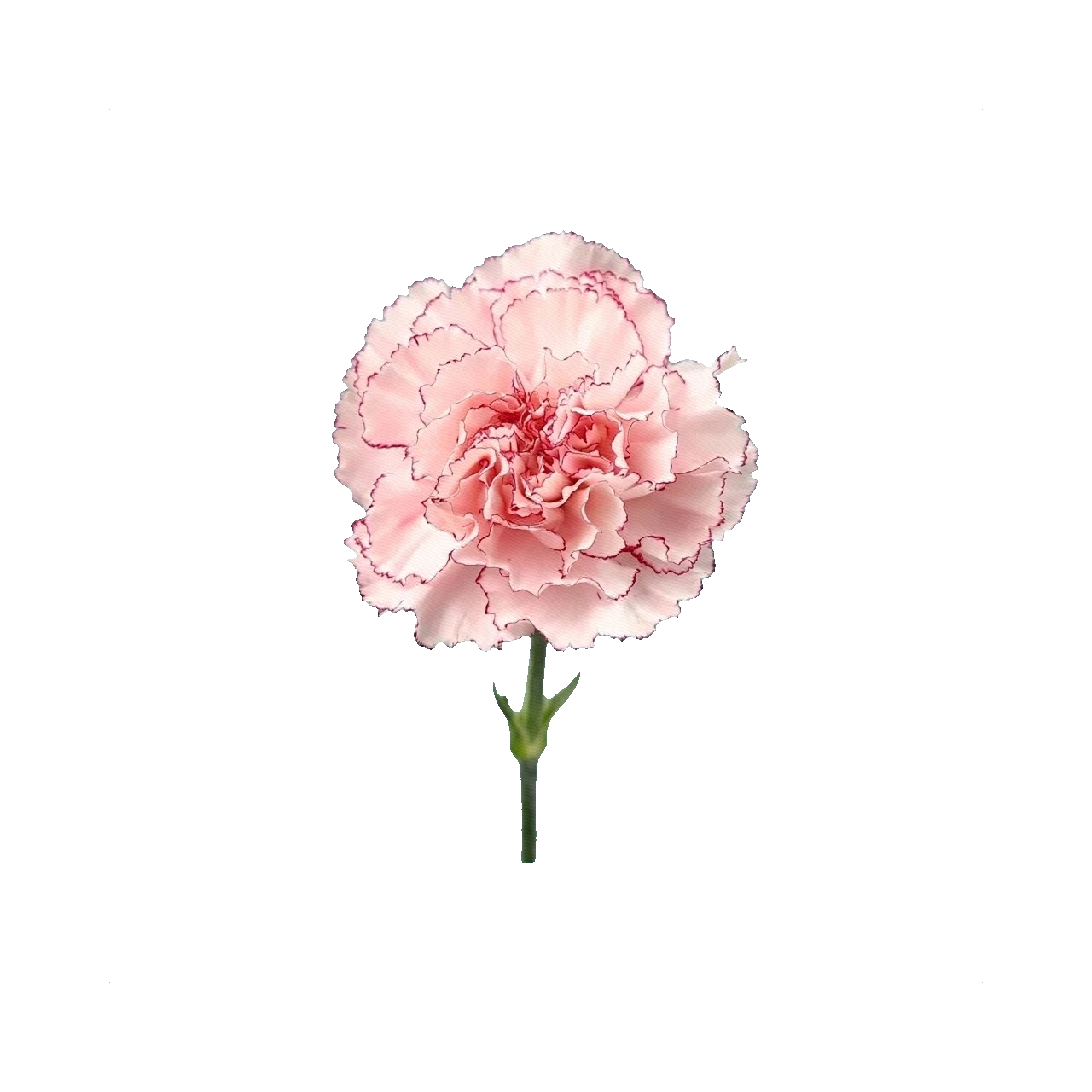 Carnation Comedy