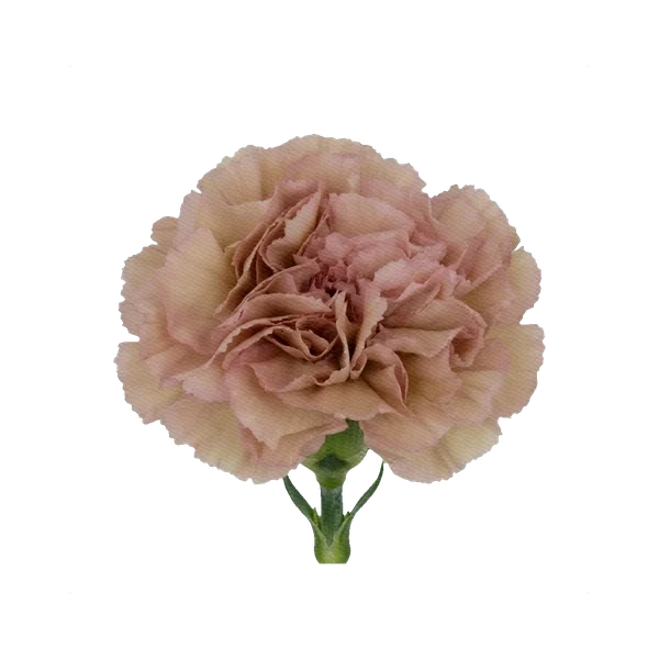 Carnation Creola