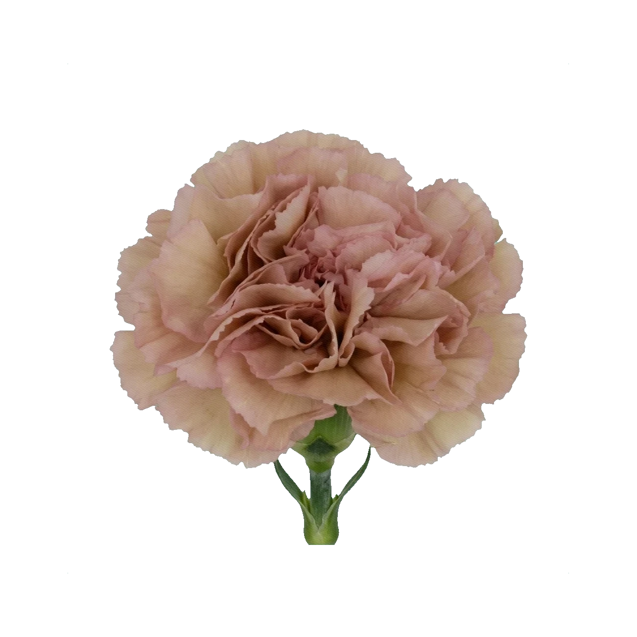 Carnation Creola