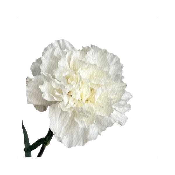 Carnation Everest