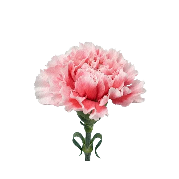Carnation Felix