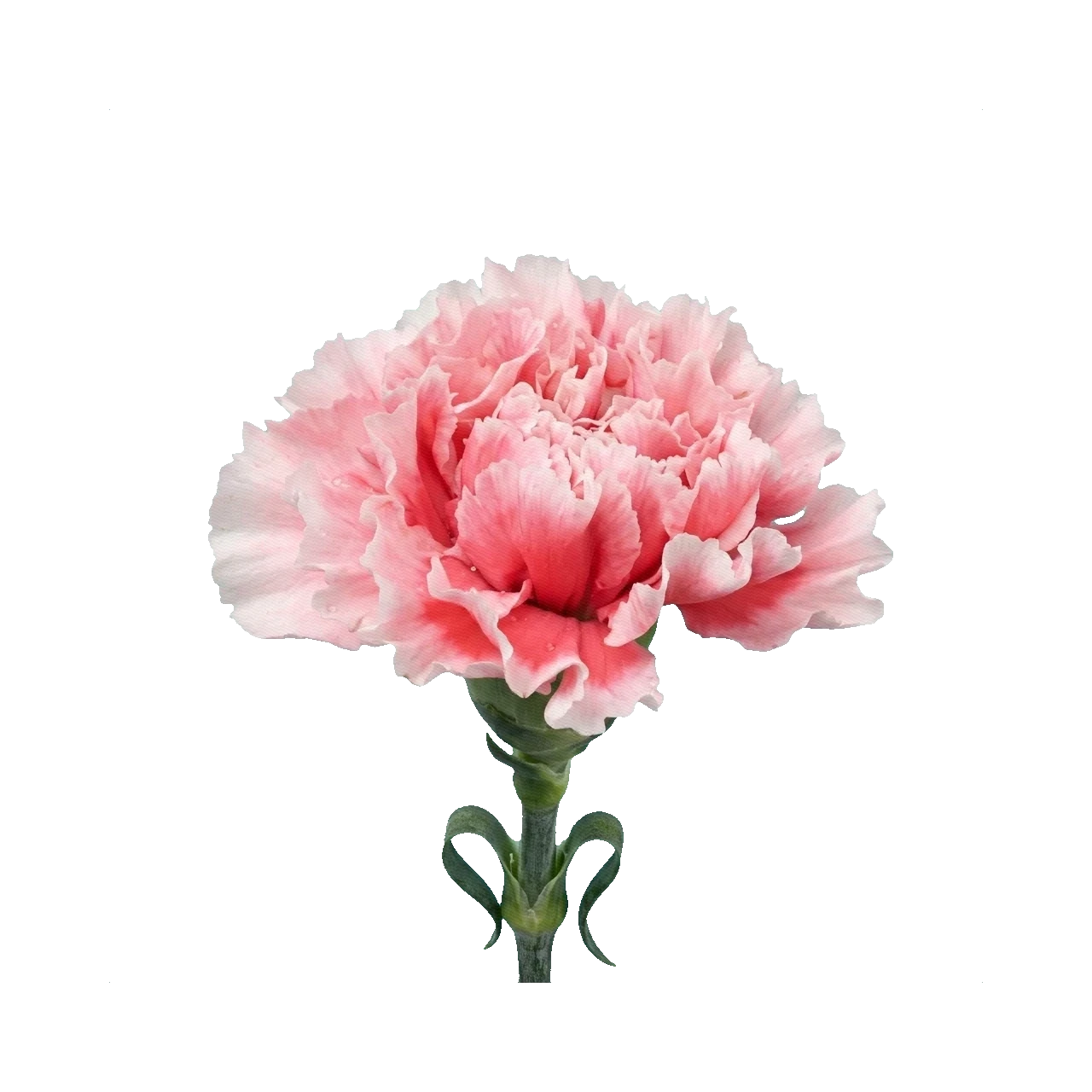 Carnation Felix