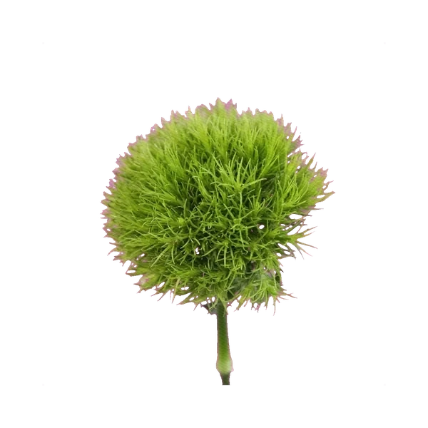 Carnation Green Trick