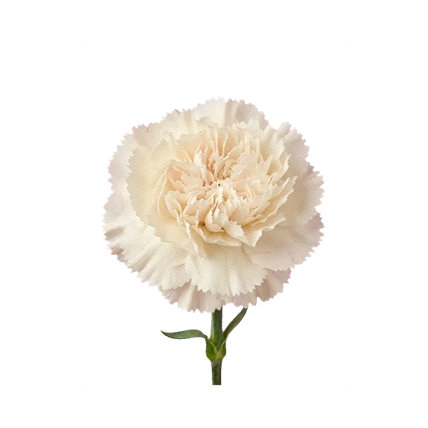 Carnation Igloo