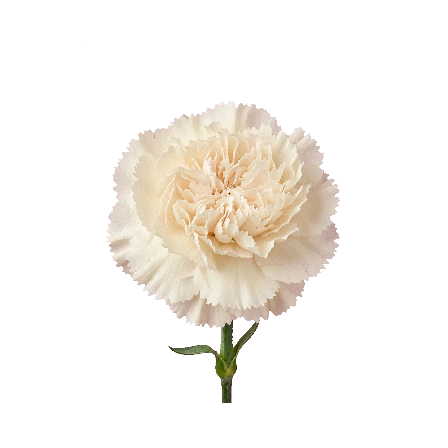 Carnation Igloo