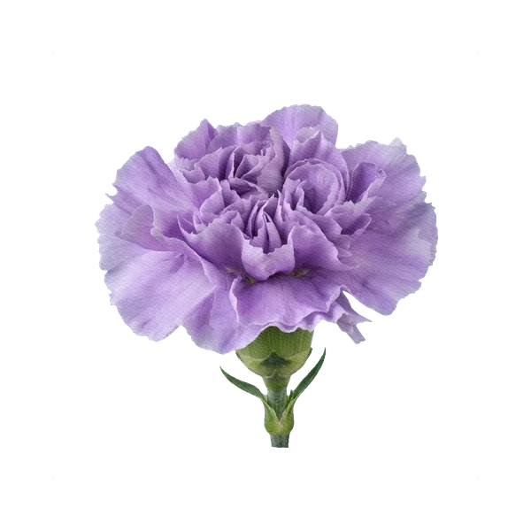 Carnation Moon Aqua