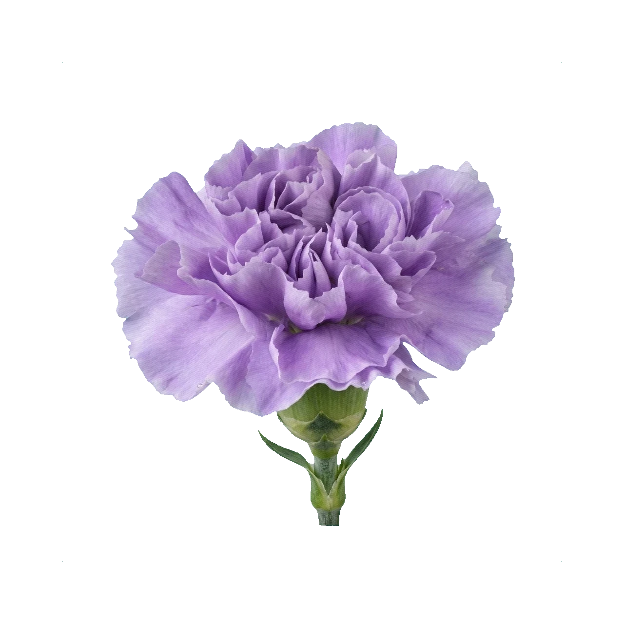 Carnation Moon Aqua