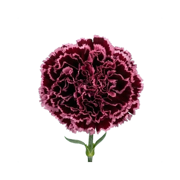 Carnation Nobbio Burgundy