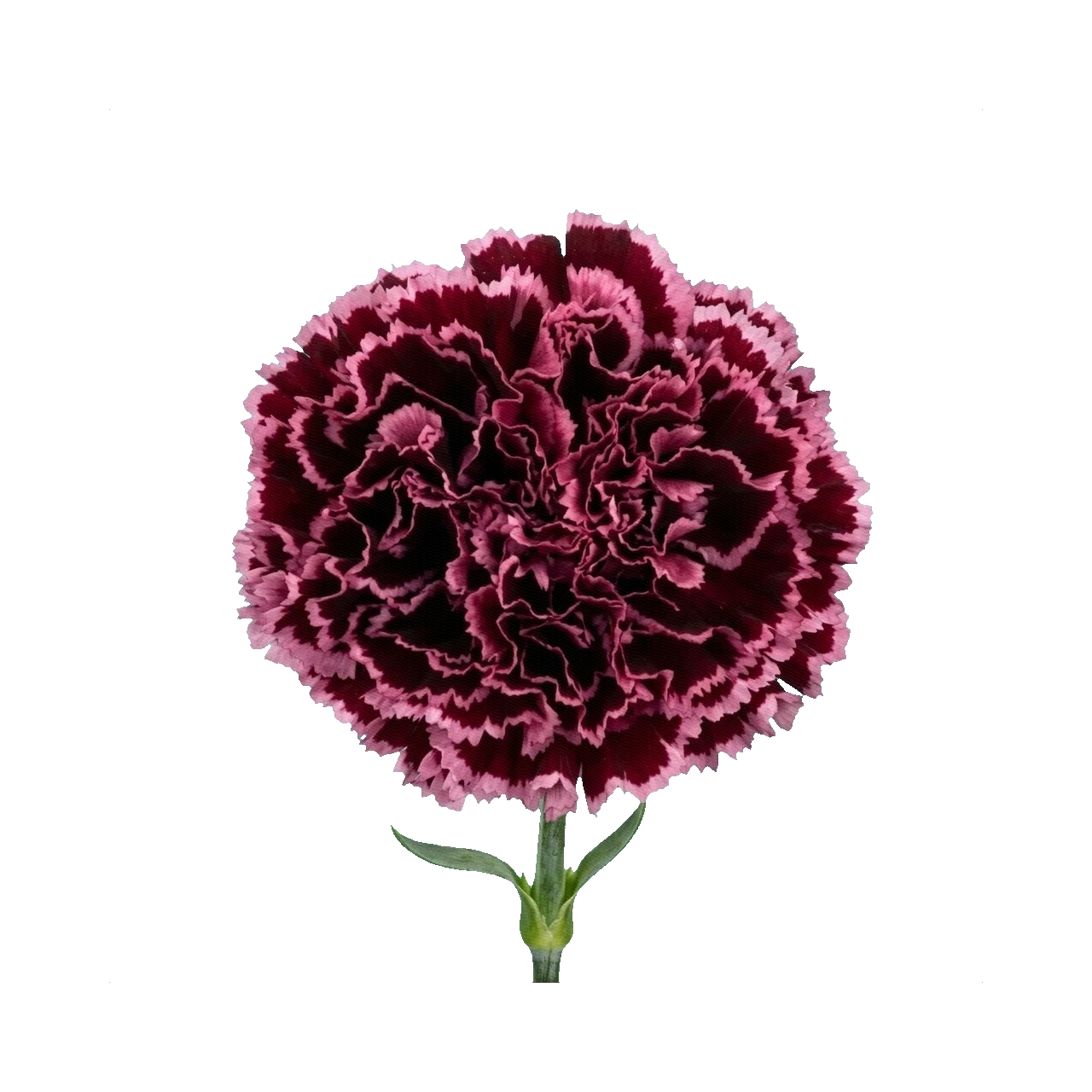 Carnation Nobbio Burgundy